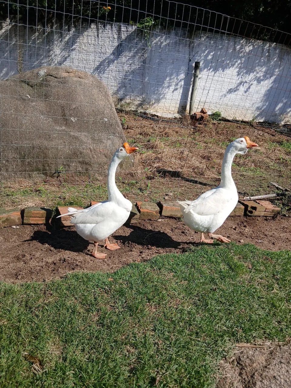 Vendo dois gansos machos - Foto 4