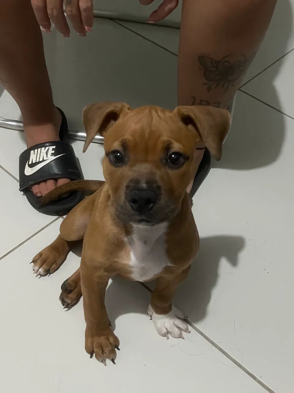 American Bully Pocket  - Foto 3