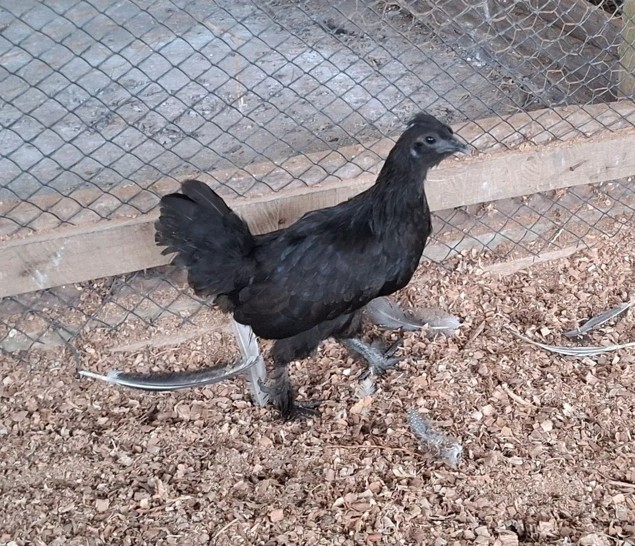 Franguinha garnize (genética de ovo azul)