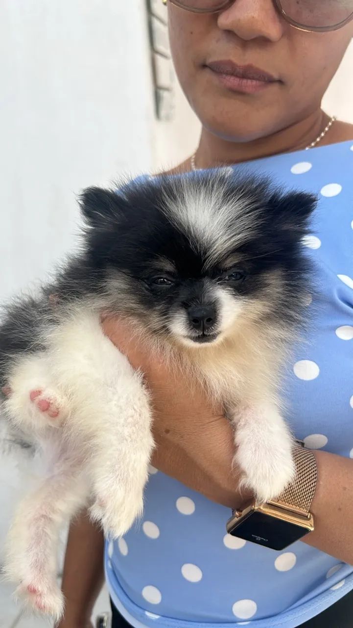 Spitz alemão  - Foto 4