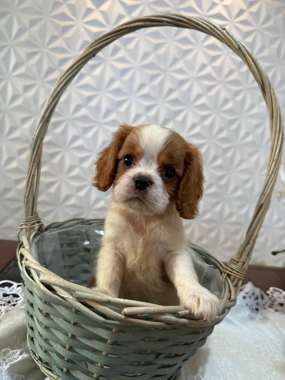     Pequeno Príncipe Cavalier - Charme e Elegância em Cada Detalhe