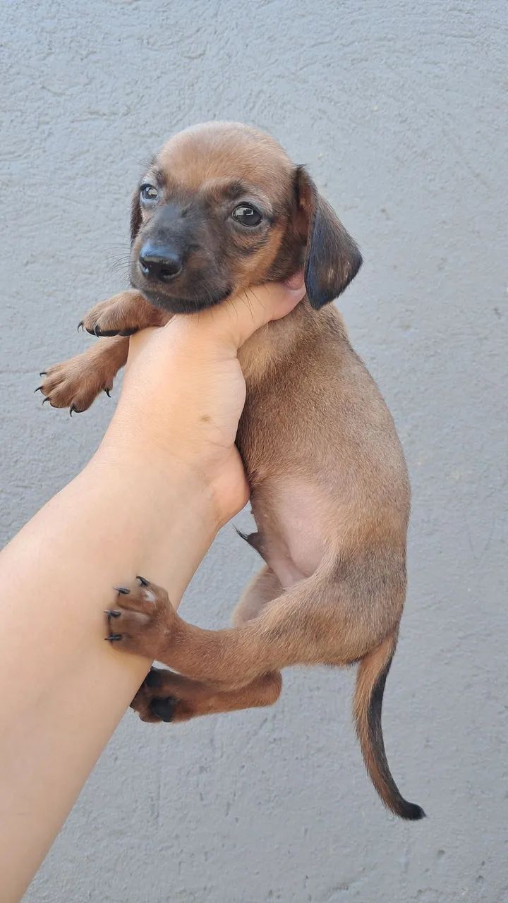 Dachshund Macho Caramelo - Foto 2