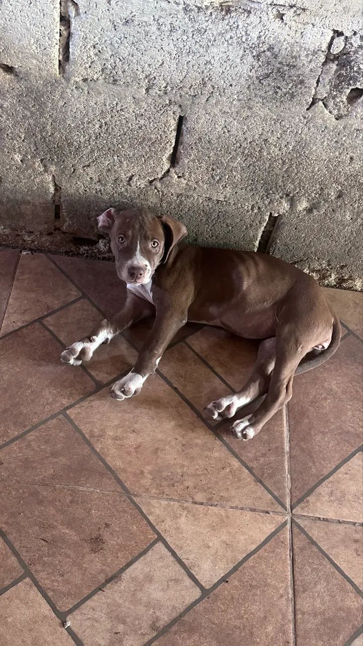 Filhote de pitbull 