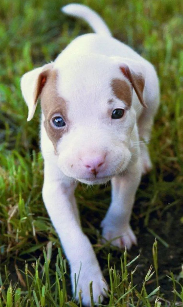 Pitbull lindos amor para sempre 