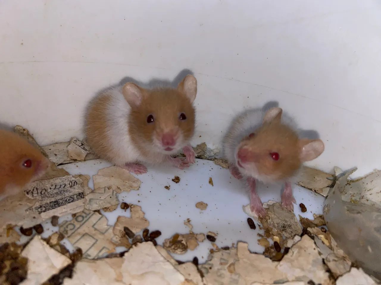 Hamster  - Foto 4
