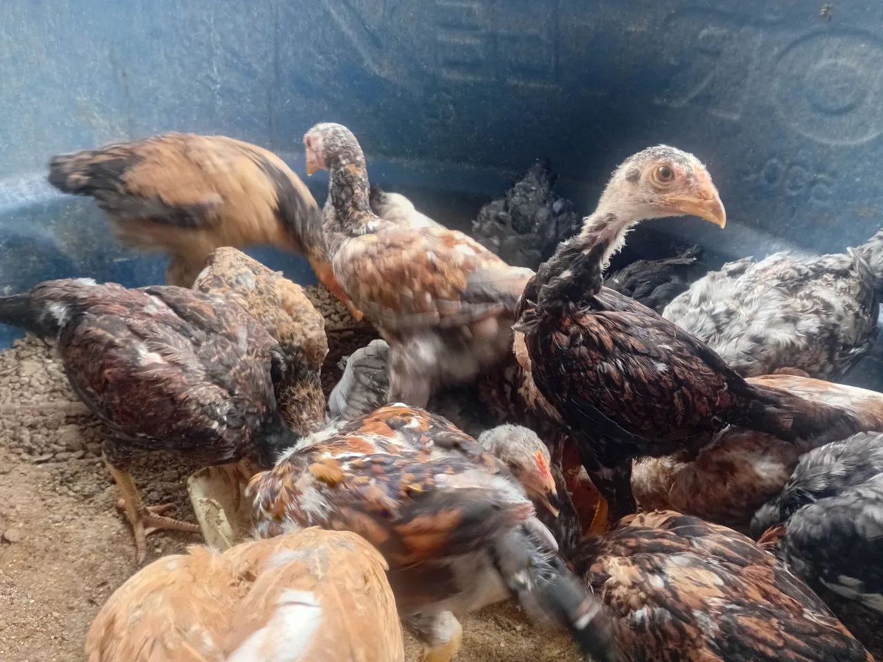 Fragoso e pintos  - Foto 5