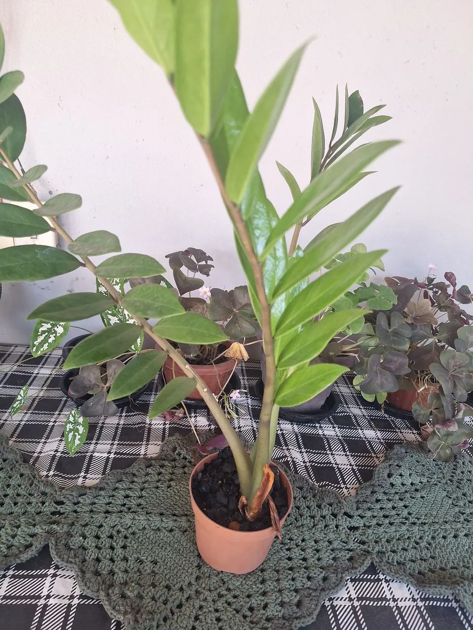 Muda de zamioculcas  - Foto 2