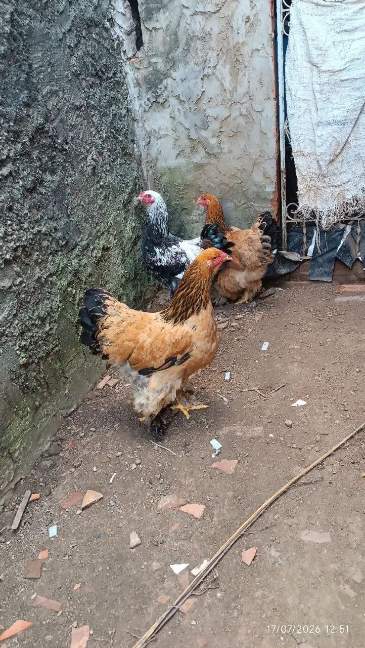 Termo brahma femeas buff macho dark - Foto 2