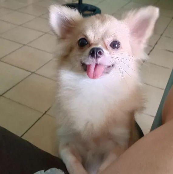 Chihuaua macho