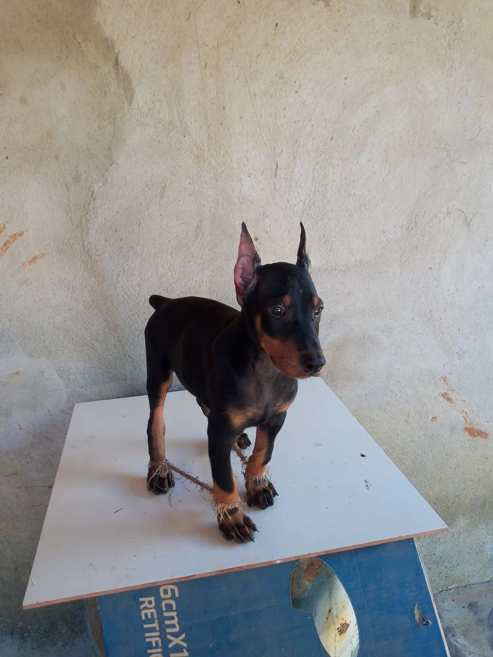 Dobermann puros