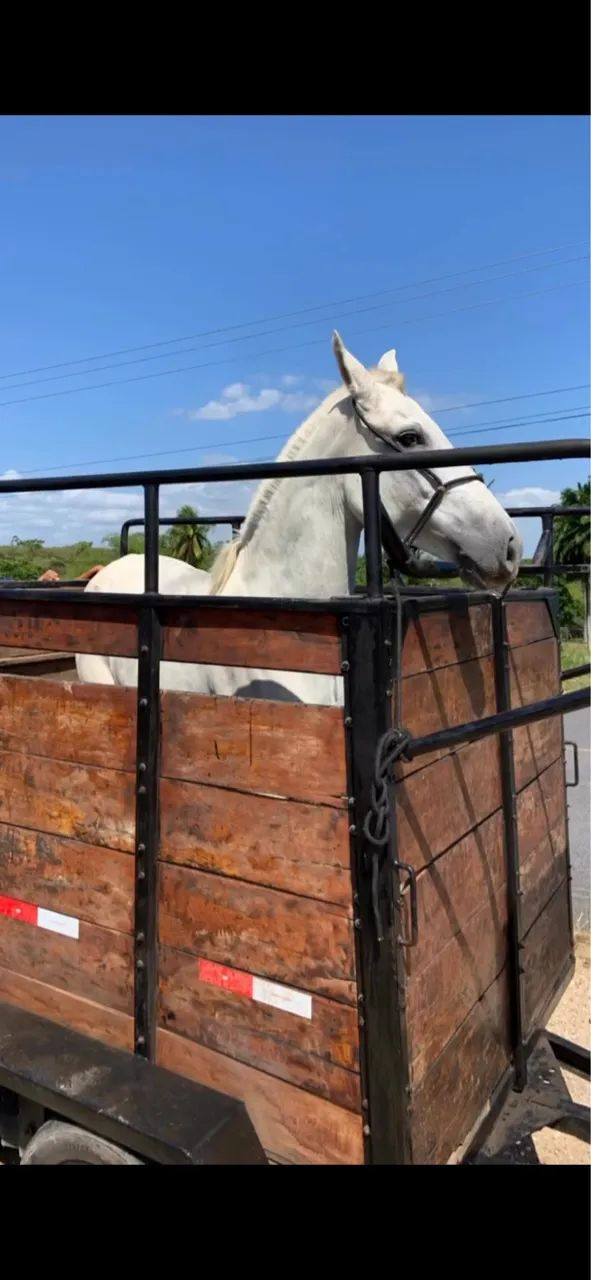 Vendo egua sem registro 7 anos em regime de pasto recém parida - Foto 3