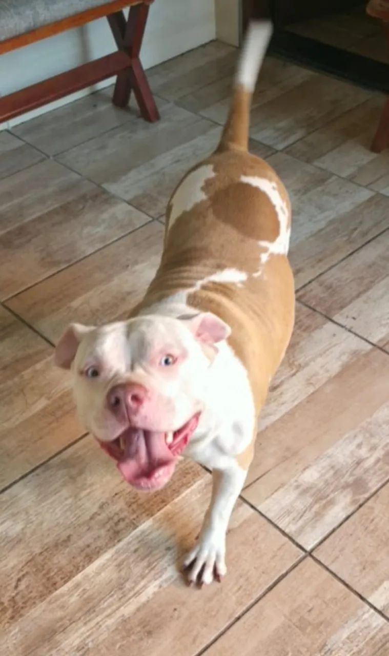 Doação American Bully - Foto 2