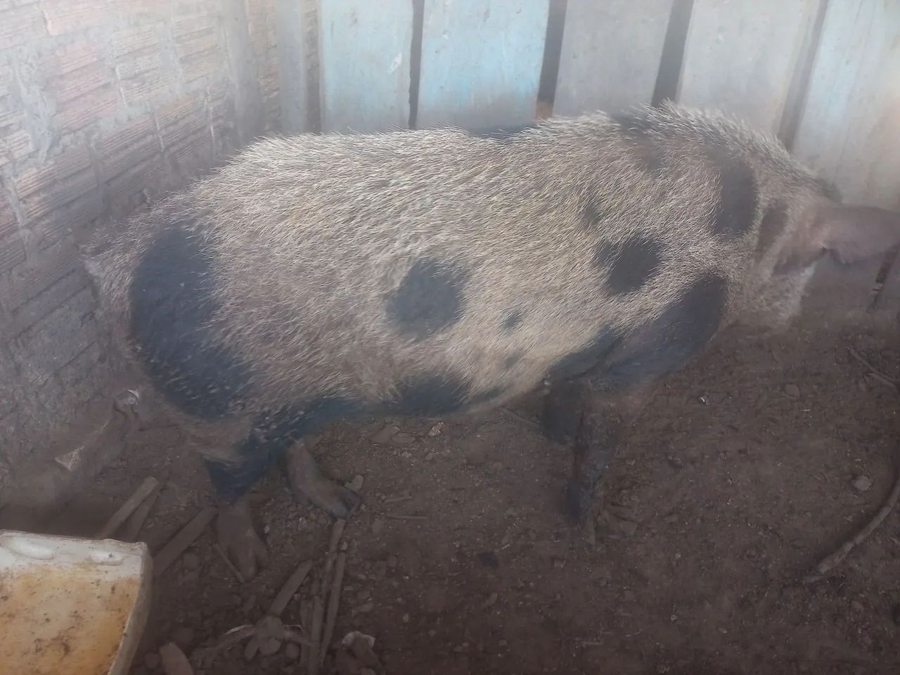 Porco  - Foto 5