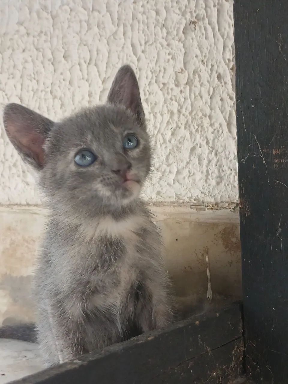 Gatos adoção 