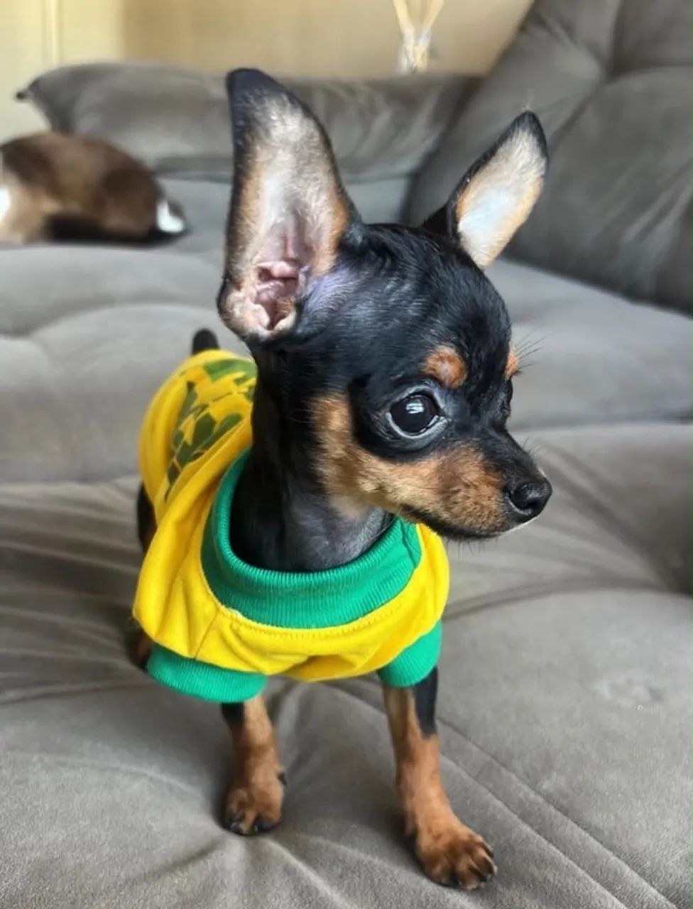 Pinscher 0 
