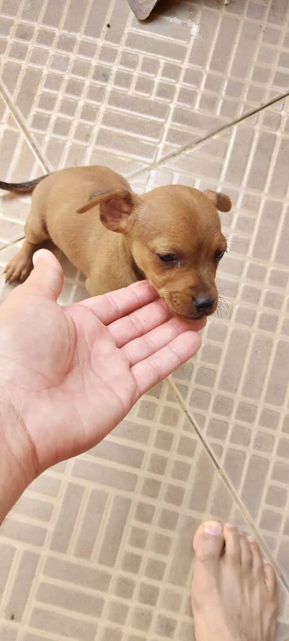 Filhote de cachorro número 01 - Foto 2