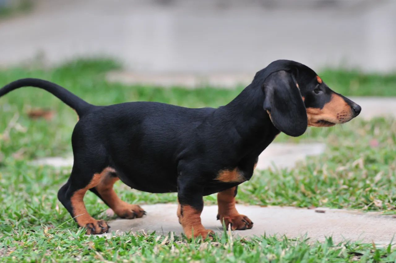Lindos filhotes de Dachshund 