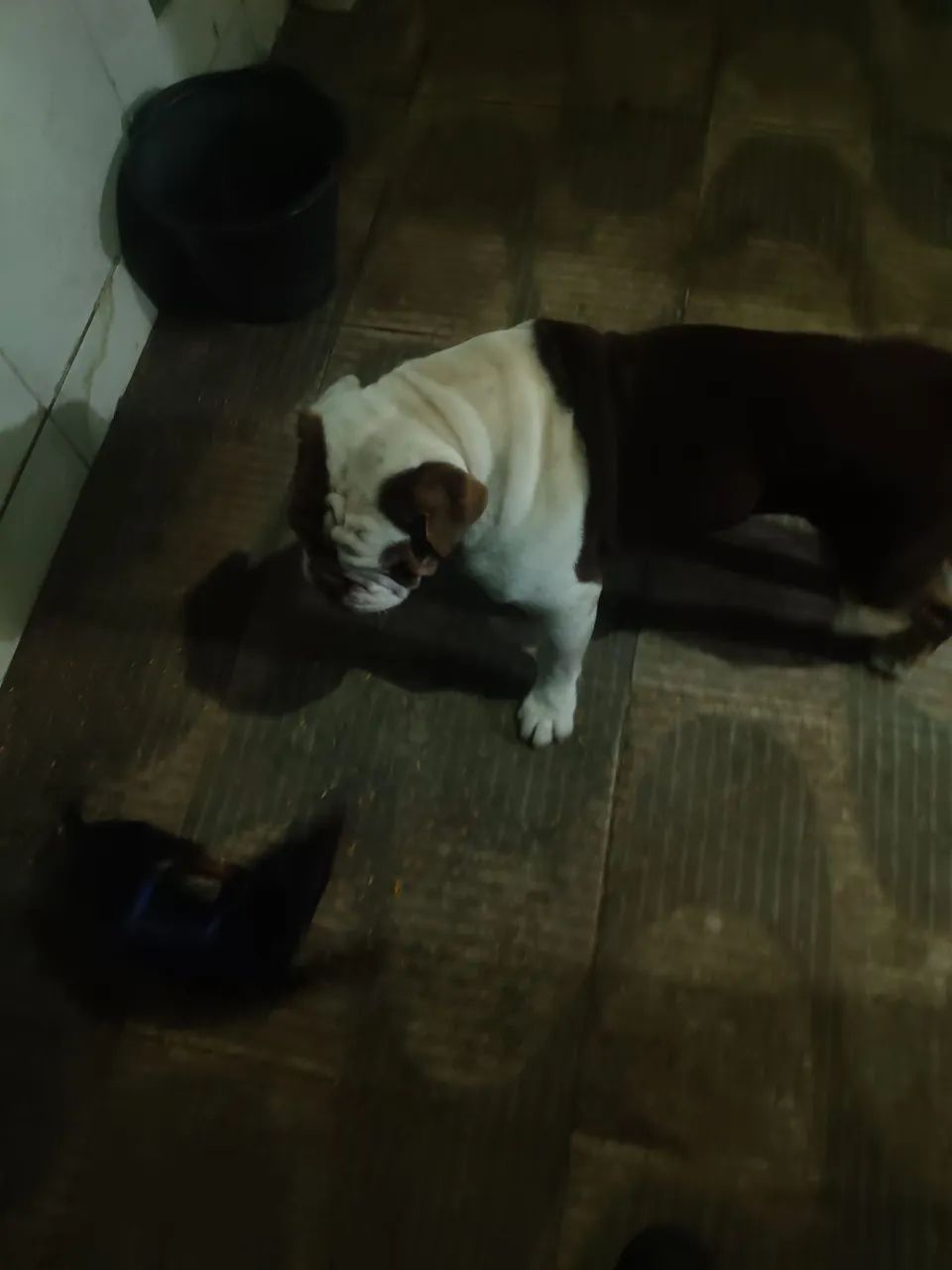 Buldogue Inglês - Foto 5