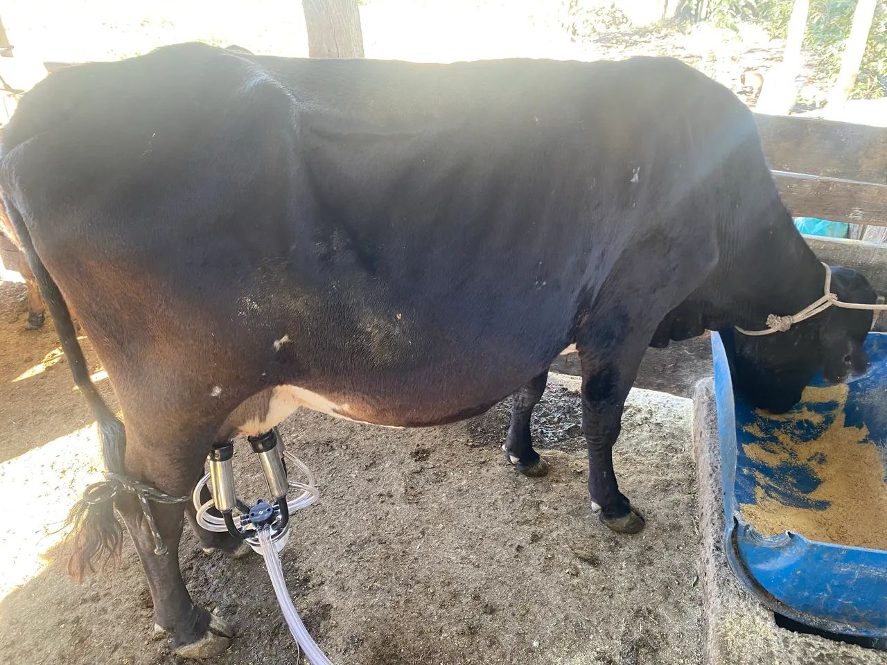 Vaca parida 