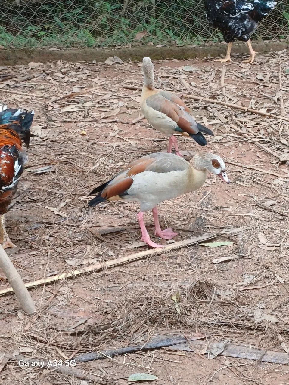 Casal ganso do Egito  - Foto 2