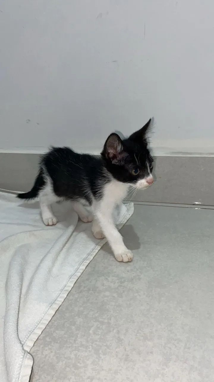 Doa-se gatinho  - Foto 2