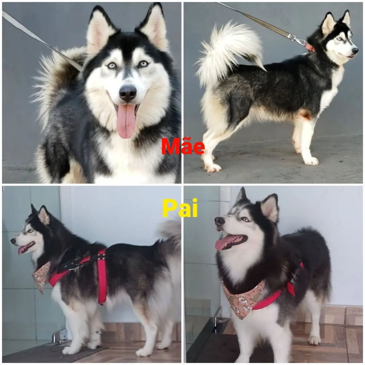 Husky siberiano  - Foto 4