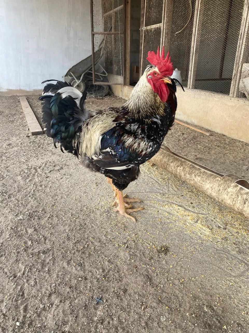 Galo balão  - Foto 2