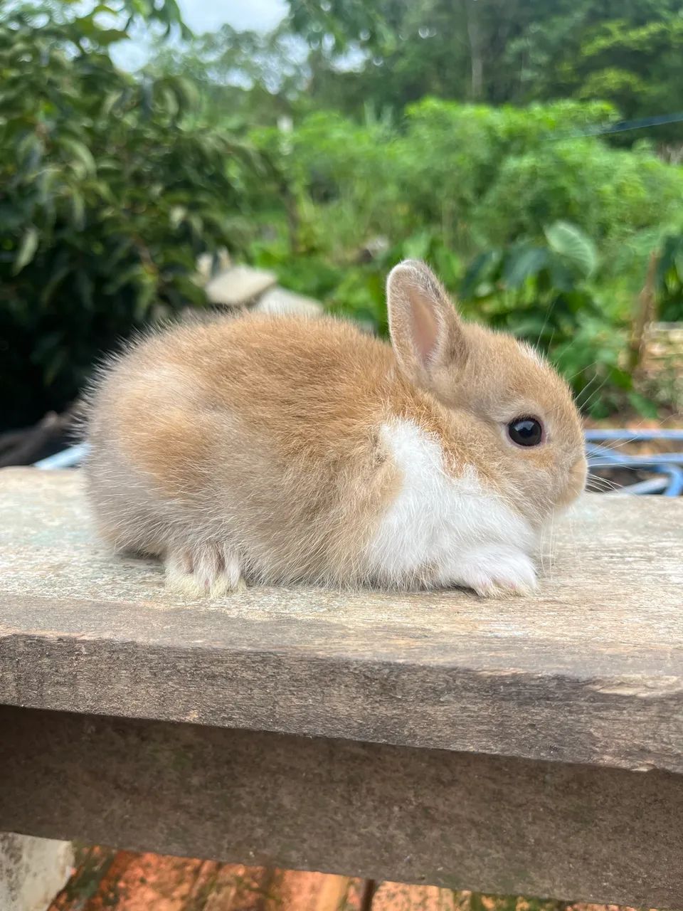Mini coelho  - Foto 3