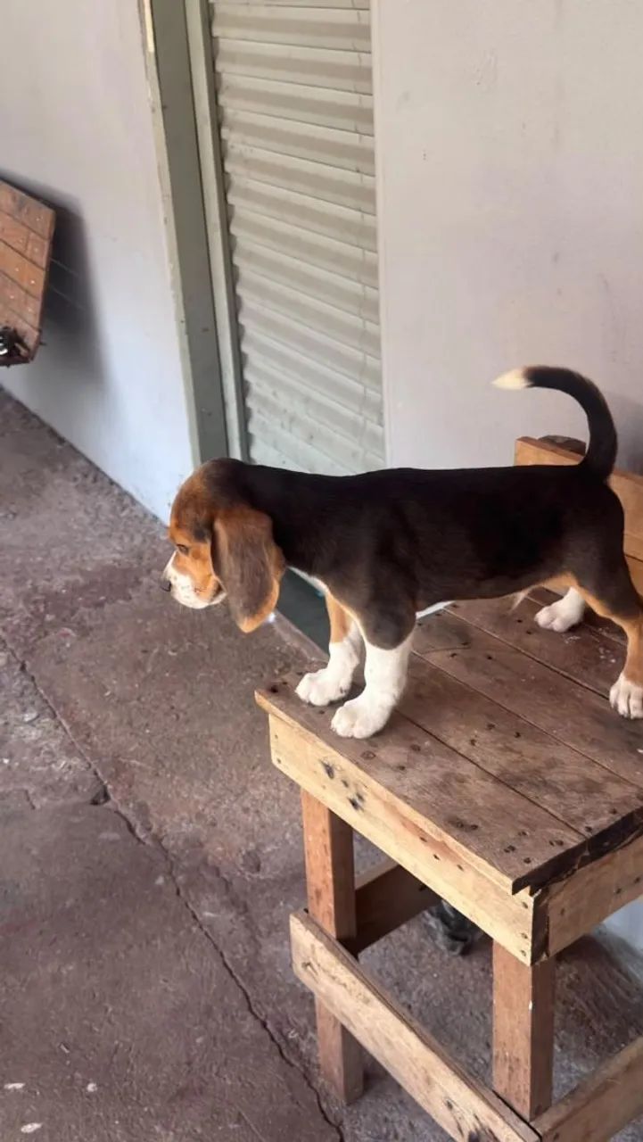 Cachorro 