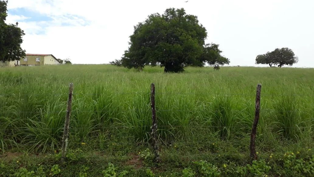 Fazenda em Itapicuru, Bahia  - Foto 3