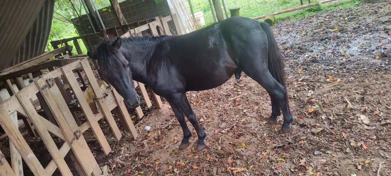 Mini pônei  - Foto 2