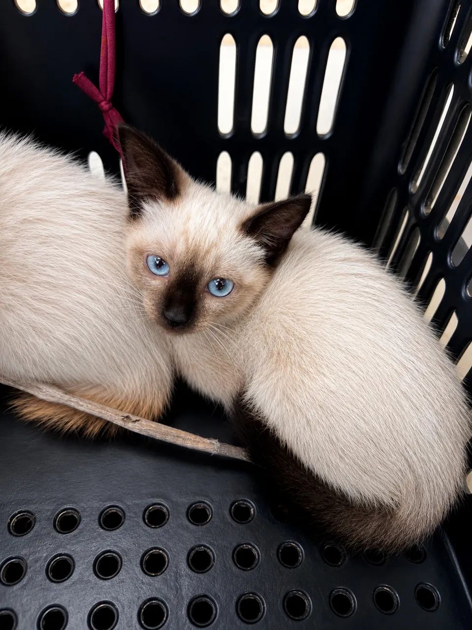 Duação de gatos 