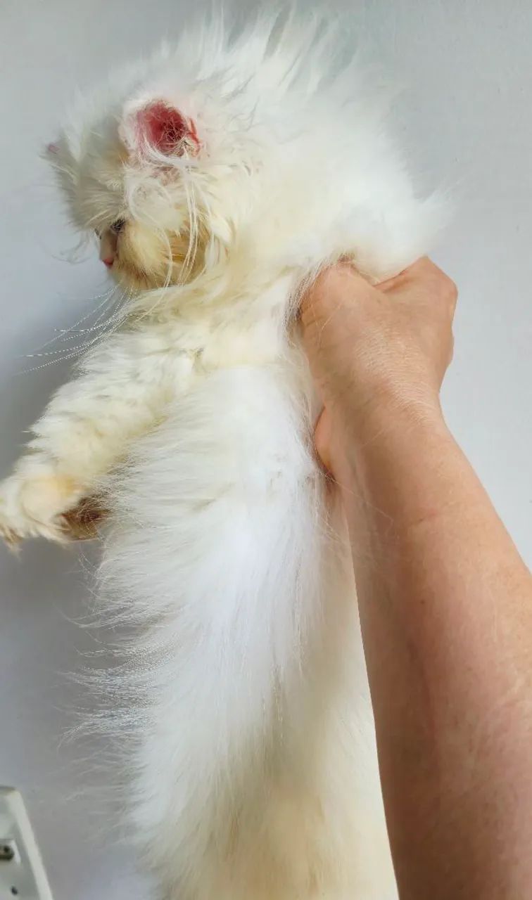 Gatos  - Foto 3