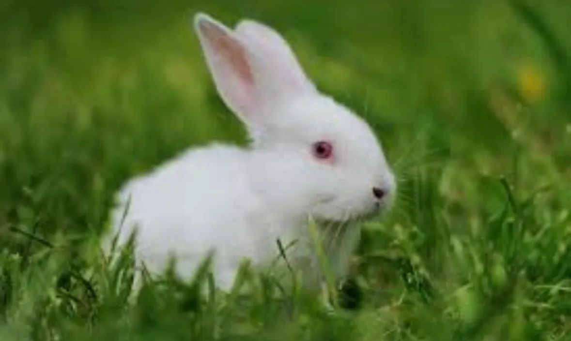 Lindos e Fofos Coelhos 