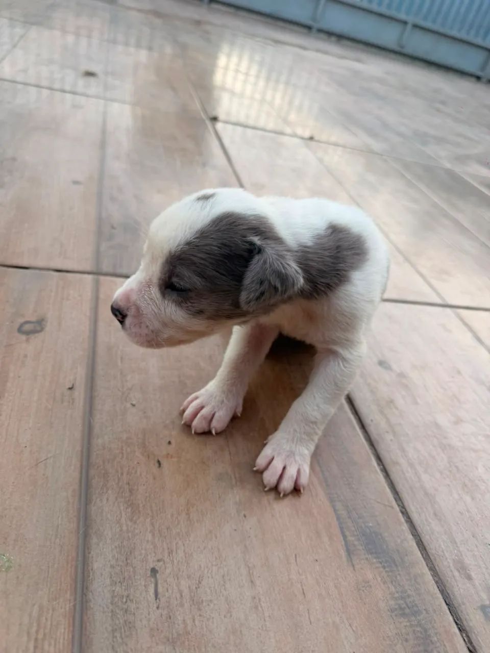DOG ALEMAO - Foto 2