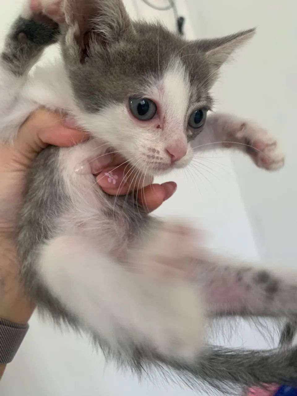 GATINHAS PARA ADOÇÃO  - Foto 4