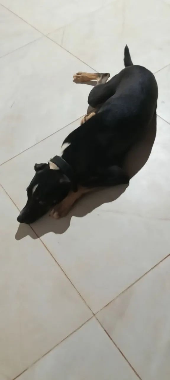 Cachorro 8 meses para doação  - Foto 4