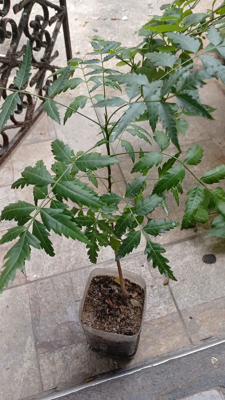 VÁRIAS OPÇÕES DE PLANTAS  - Foto 5