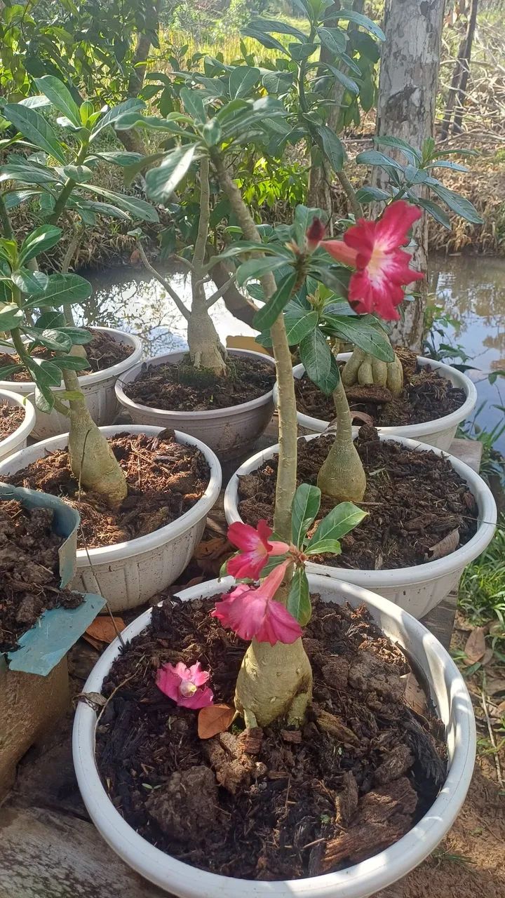 Vendo Rosas do Deserto - Foto 4