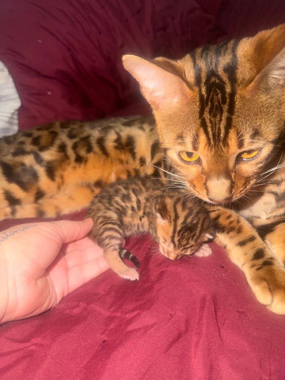 Filhote de bengal - Foto 3