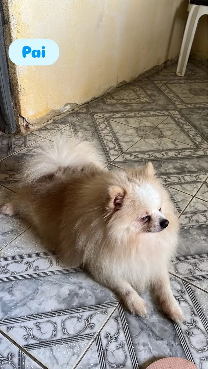 Spitz alemão  - Foto 2