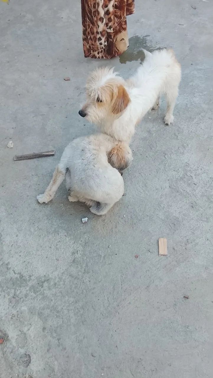 Cães de raça pastor catalão  - Foto 3