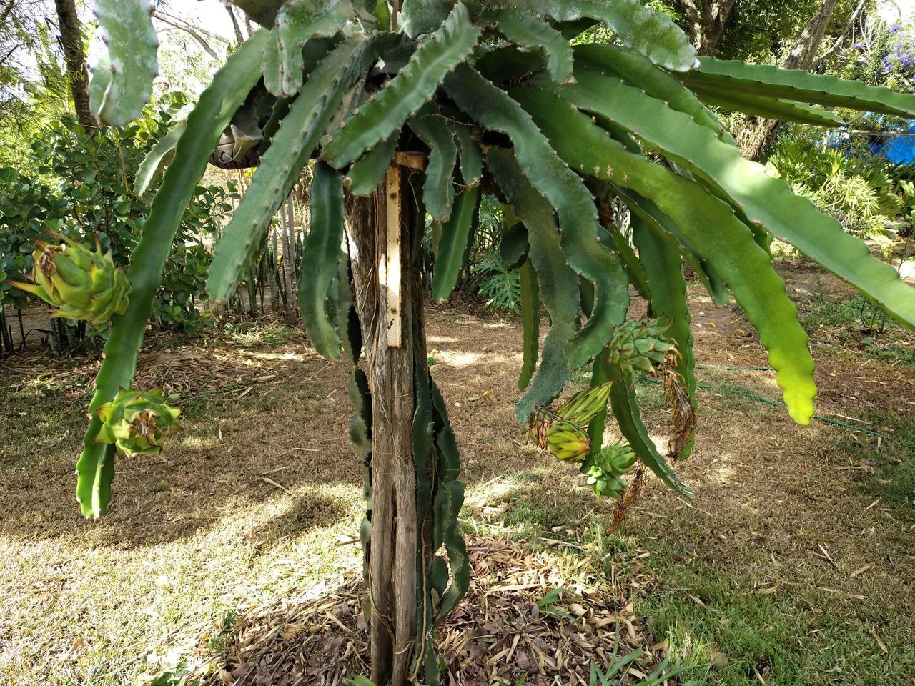 Vende-se Mudas de Pitaya  - Foto 3