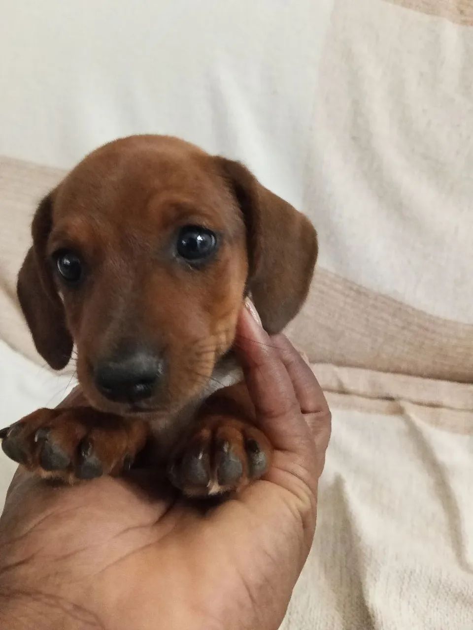 Cachorro filhotes salsicha com pinscher  - Foto 2