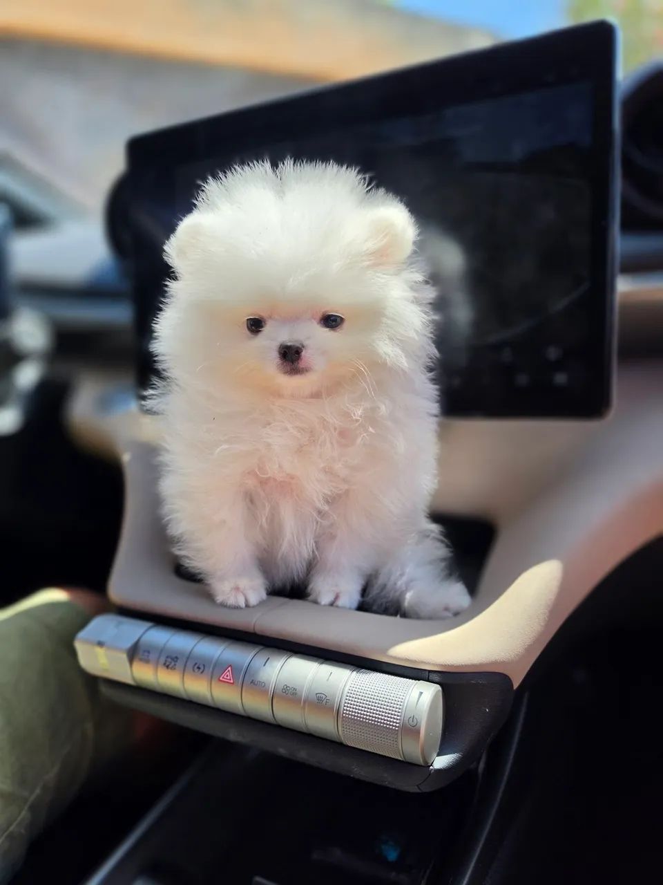 Spitz alemão anão macho - Foto 2