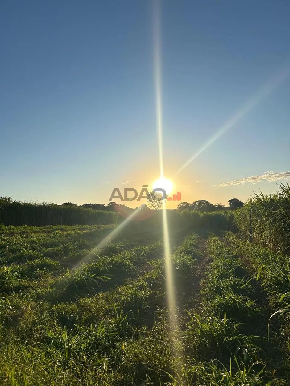 Fazenda em Guapó-GO
