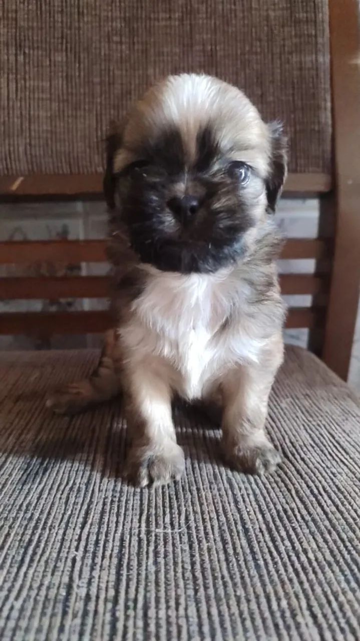 SHITZU macho  - Foto 2