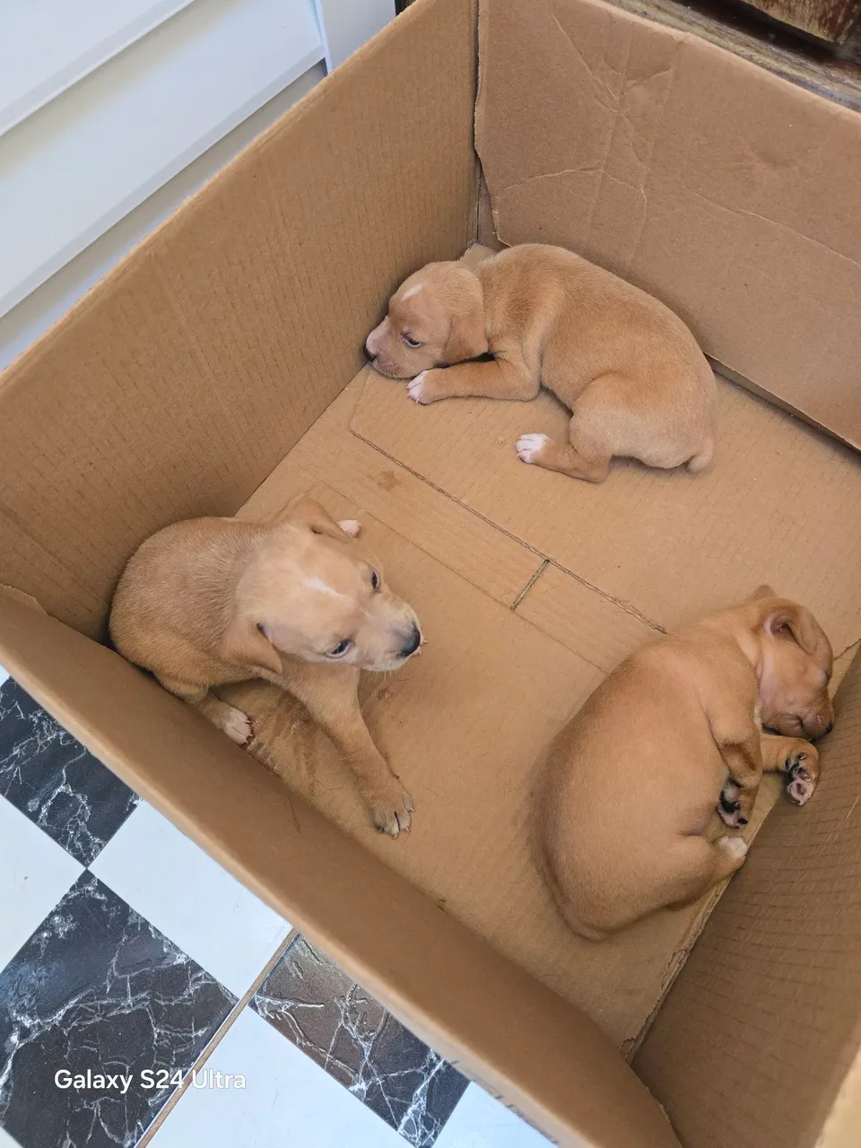 Pit Bull - Cachorros - Paço do Lumiar 1512365250 | OLX
