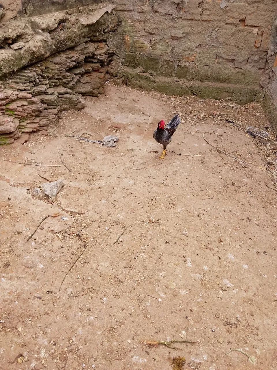 Frango garnizé  - Foto 2