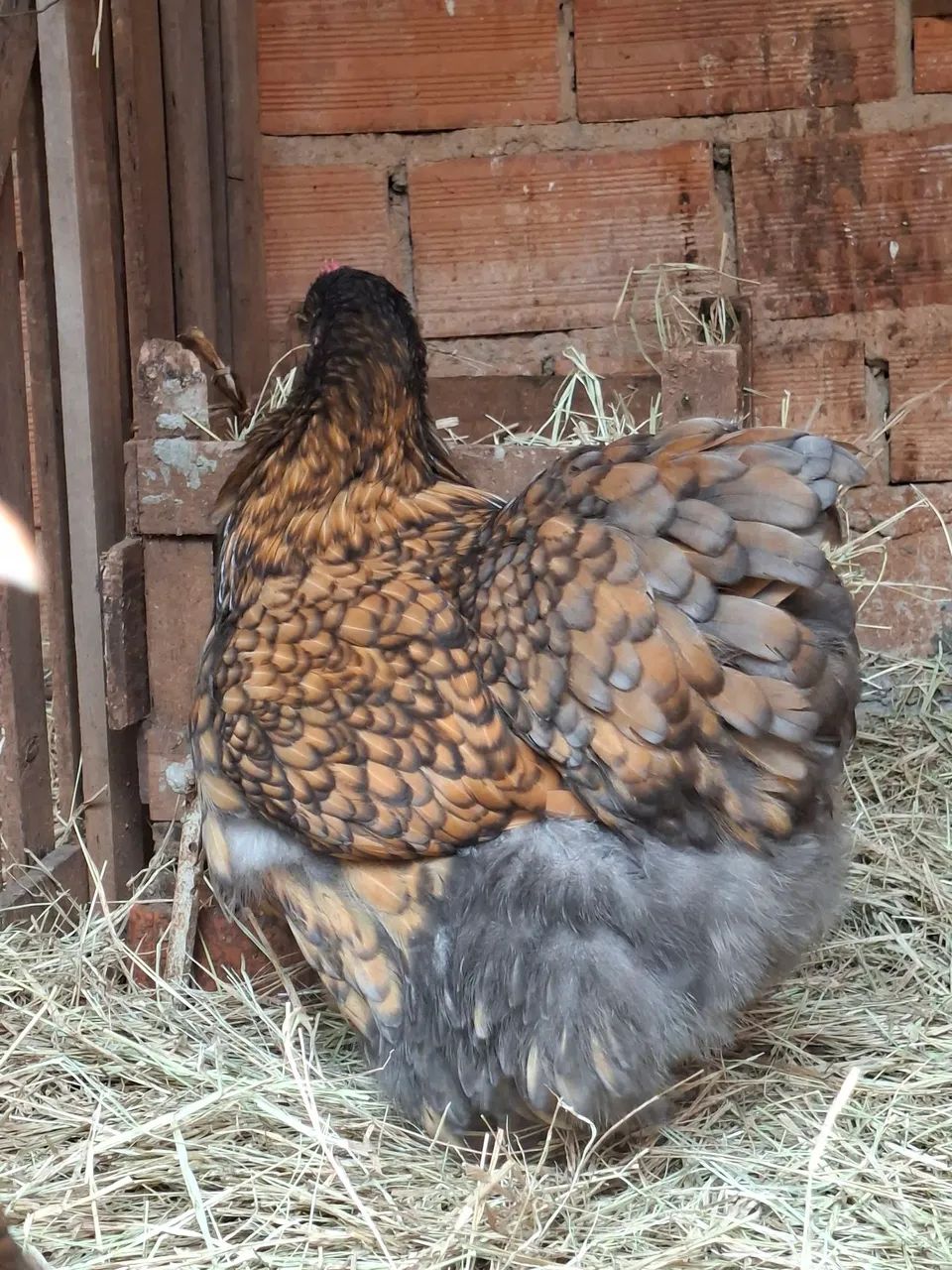 Ovos férteis  - Foto 4
